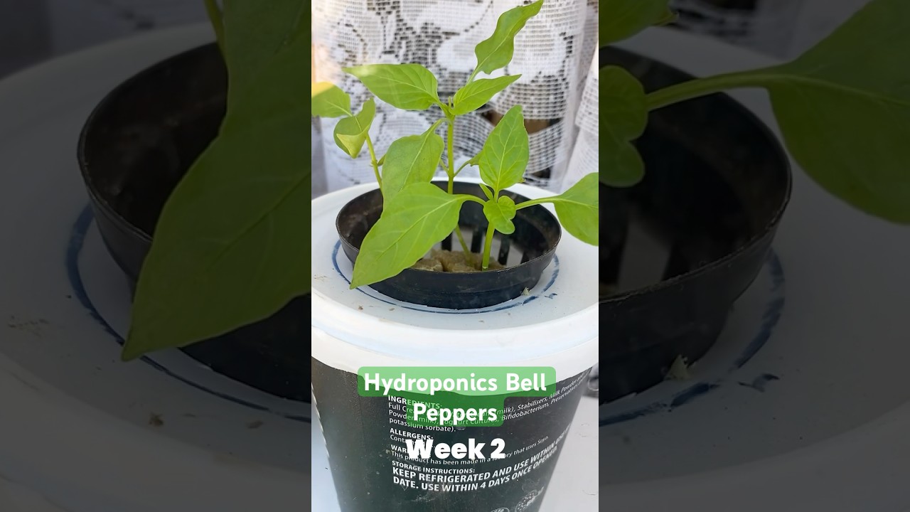 Hydroponic has been the change farmers 👨🏽‍🌾 