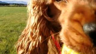 Cocker Spaniel love being off leash :D by PuppyLife 3,402 views 6 years ago 1 minute, 52 seconds