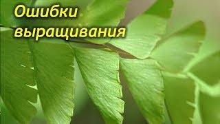 Ошибки выращивания папоротников. Не растет и болеет, что делать? Ошибки выращивания папоротников. Не растет и болеет, что делать?