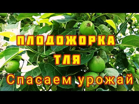 Плодожорка. Тля. Восточная