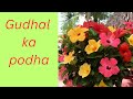 Gudhal ka podha.