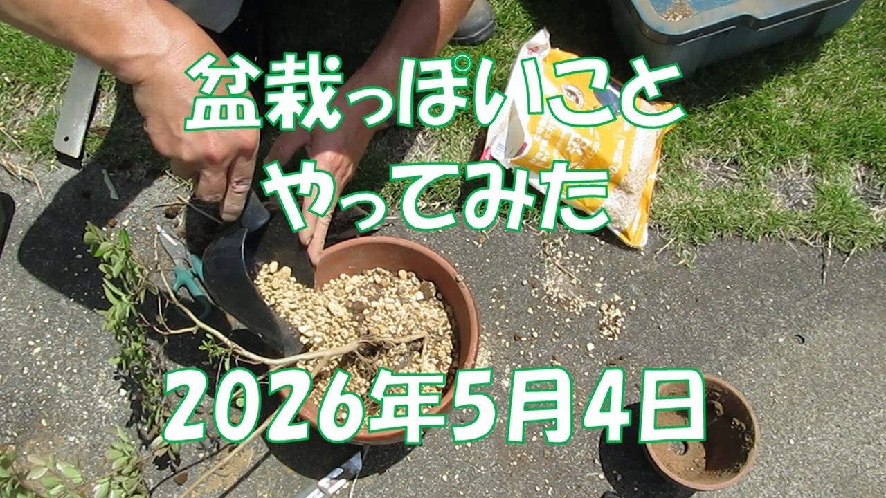 057 I tried something bonsai-like (May 4, 2026) - YouTube