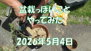 057 I tried something bonsai-like (May 4, 2026) - YouTube