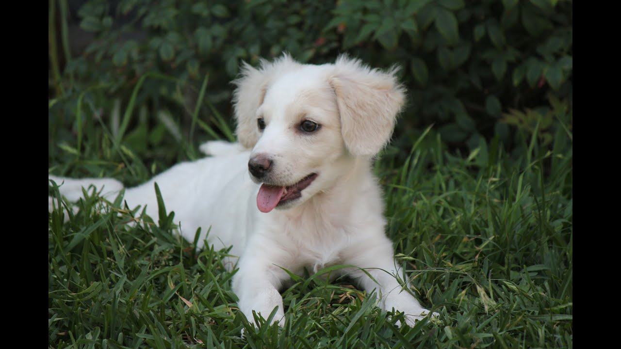 Pastor Chiribaya: Conoce a la raza de perro peruano de hace 100 años
