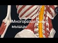 Многораздельные мышцы. Multifidus Musculus. Анатомический обзор.