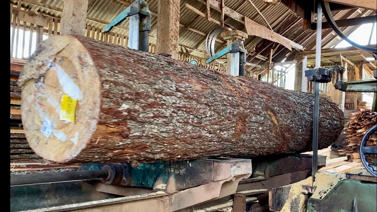 Processed Pine One quality pine wood is processed into dozens of thick and thin boards ...