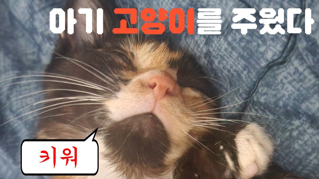 집 앞에서 주운 아기 고양이가 역대급 개냥이일 확률은?