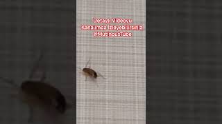 İlaç İnceleme Kullanım Sonrası Böcek Davranış Detaylı Videoyu Kımda İzleyebilirsiniz