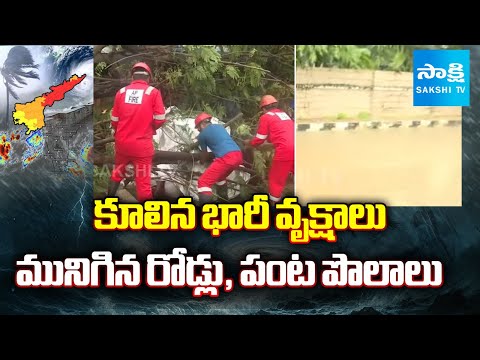 కూలిన భారీ వృక్షాలు | Trees Uprooted due to Montha Cyclone Effect in Guntur | Sakshi TV - SAKSHITV
