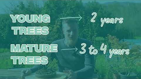 How to Care for Chaenomeles Japonica Bonsai — Complete Flowering Bonsai Care Guide