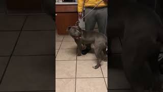 9 Month Update On Lola Xl Pit Bull Pup Comes Home To Vist