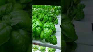Mak Farms - yummy Hydroponic Basil