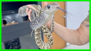 BREEDING FACILITY MALAYSIA | PTYAS CARINATA