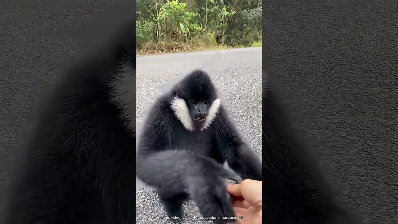 ¡No creerás lo que hizo este mono con las vallas rojas!