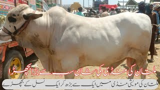 Multan Cow Mandi Main Sbb Sy Bara Bull (Big Bull) Qurbani 2024