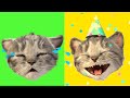 Little Kitten & Friends - Learn with the Cutest Cat Best App for Kids - learning for children #174