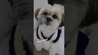 Shih Tzu Puppy Barking