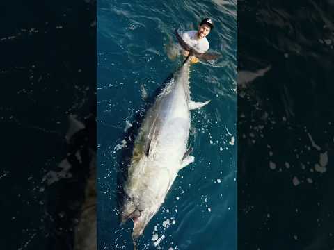 MASSIVE 800lb Tuna