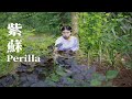 Traditional Chinese ingredient:Perilla ▎這裡的人們都這樣，待紫蘇成熟後，做成這種風味美食，兩千年都不曾改變