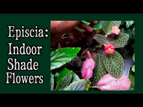 Video: Episcia Flame Violet Houseplants - Cara Menumbuhkan Tanaman Flame Violet