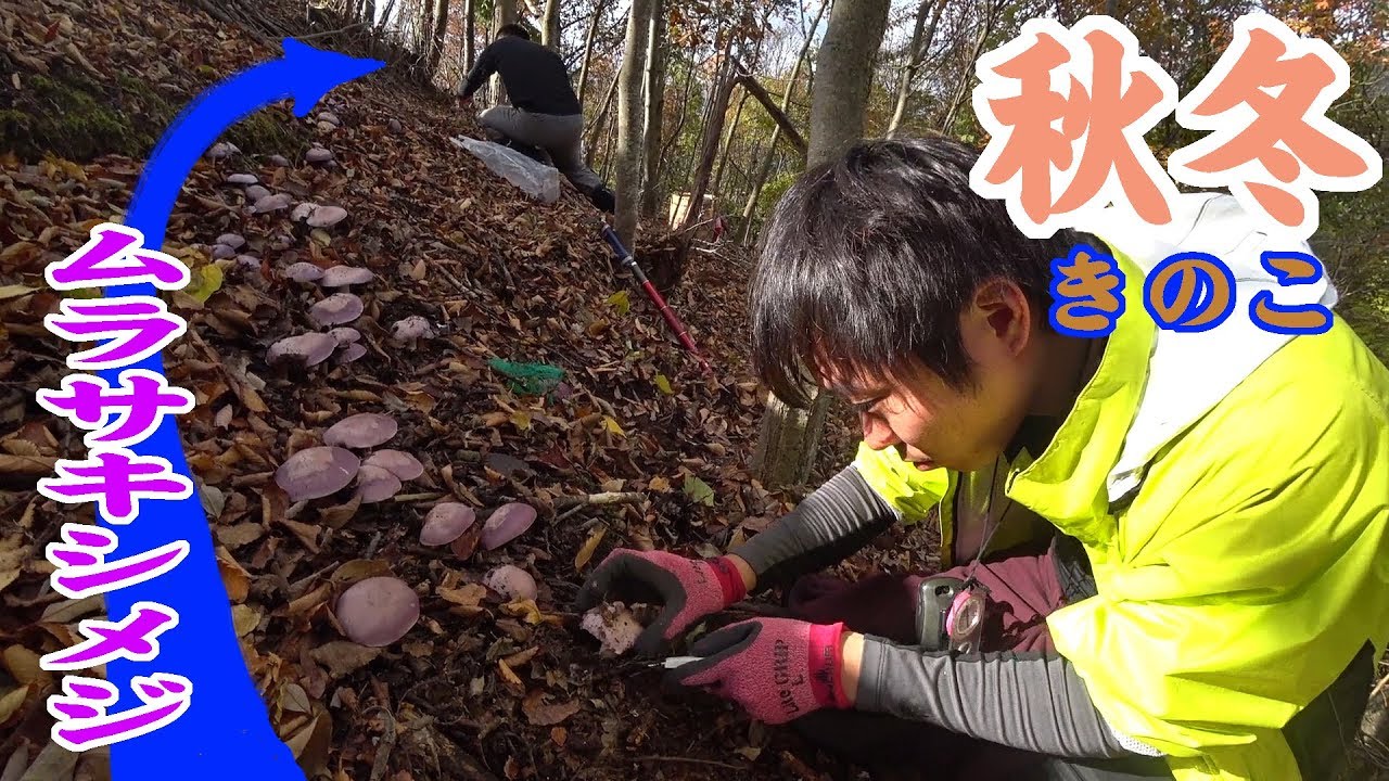 【大月周辺】キノコ狩り　秋冬きのこ