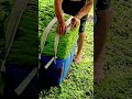 techniques for cutting harvested water spinach #shorts