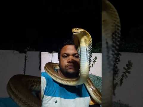 nagin shorts 😱😱 big anaconda snake 🐍🐍#shortvideo