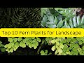 TOP 10 Most Attractive and Best Selling FERN varieties good for Indoor