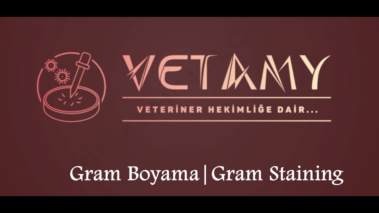 6-) Gram Boyama | Gram Staining