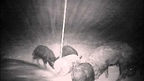 squealing hogs at the "Lincoln"