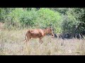     The Heartbreaking Reality of Poaching