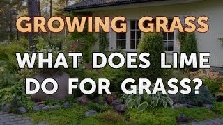 What Does Lime Do for Grass?