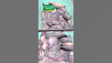 Nuôi heo, nuôi cá Rô phi thắng lớn