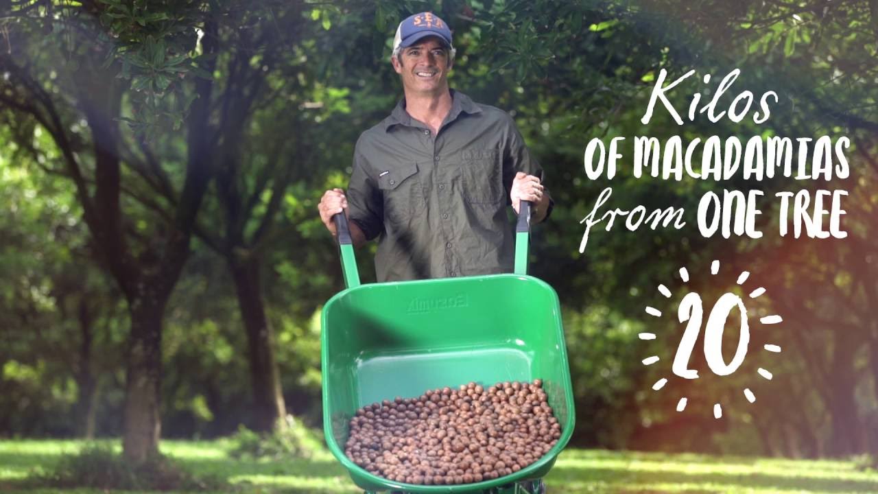 Macadamia harvesting fun facts