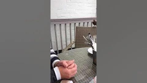 greedy monkey