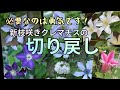 【新枝咲きクレマチス・バッサリ切ったら2番花が咲きます】