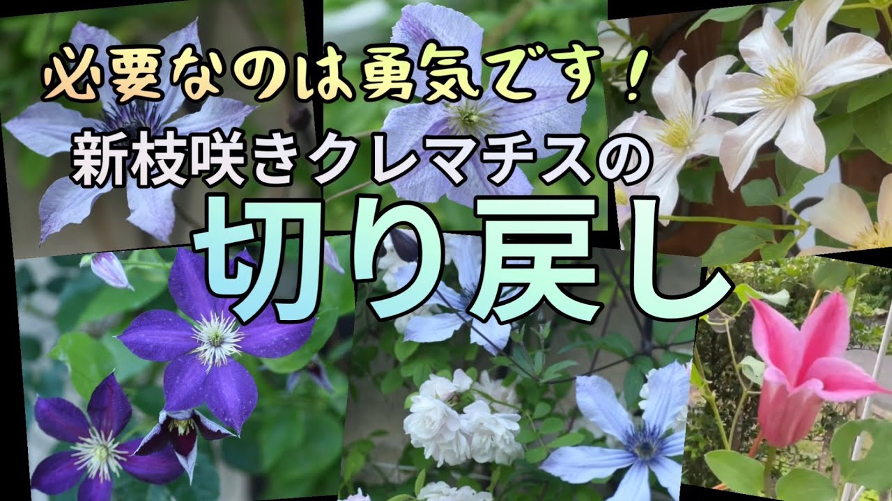 【新枝咲きクレマチス・バッサリ切ったら2番花が咲きます】
