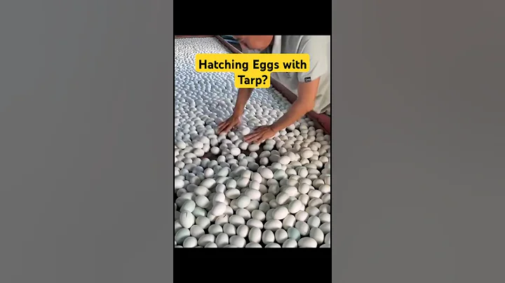 Hatching Duck Eggs with tarp #duck #animals
