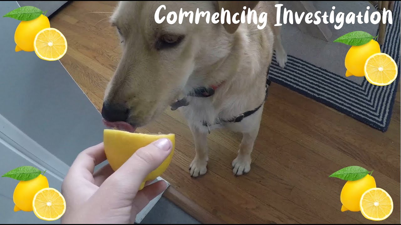 My Dogs Eat Lemons and Lemon Juice YouTube