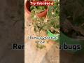 Simple trick to remove white bugs from plant 🪴 ##plantcare##mealybug##gradeningtip##tellapurugu##