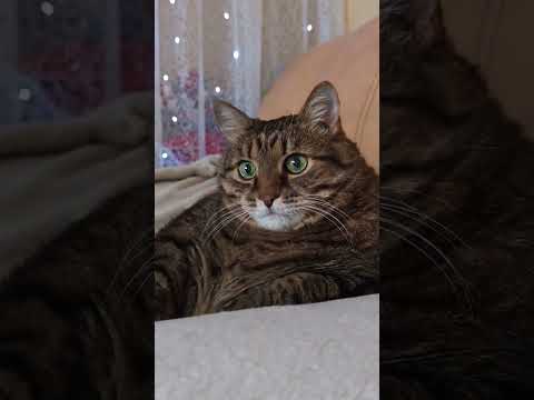 Простые вещи 🙀🤔😉🤣 #cat #кот #юмор #котушка #приколы #цитаты #смех