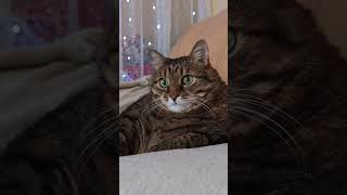 Простые вещи 🙀🤔😉🤣 #cat #кот #юмор #котушка #приколы #цитаты #смех