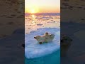 Adorable Polar Bear Rolling on the Ice Like a Child #PolarBear #ArcticAnimals #CuteAnimals