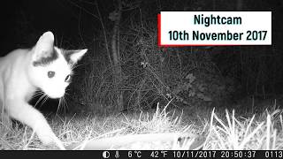 Nightcam -  10th November 2017 - but the cat ate it all