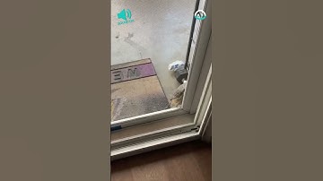 Turtle Opens Door For Himself || ViralHog