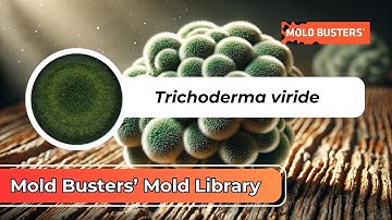 Trichoderma Viride: The Green Invader in Your Home! 🏡🦠