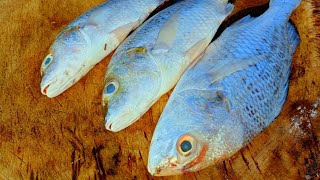 Koduva Fish Cutting Skill / Expert Fish Cutter / Rs.400 / CT 360*