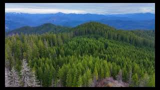 Oregon Forest. DJI Mini 4 Pro