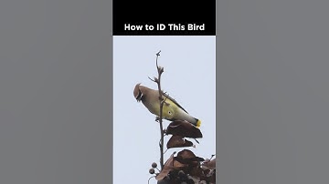 Can you identify this bird?