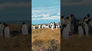 fue IMPRESIONANTE ver el PINGÜINO REY. Llegar a este lugar mágico #patagonia#naturaleza#pingüinos